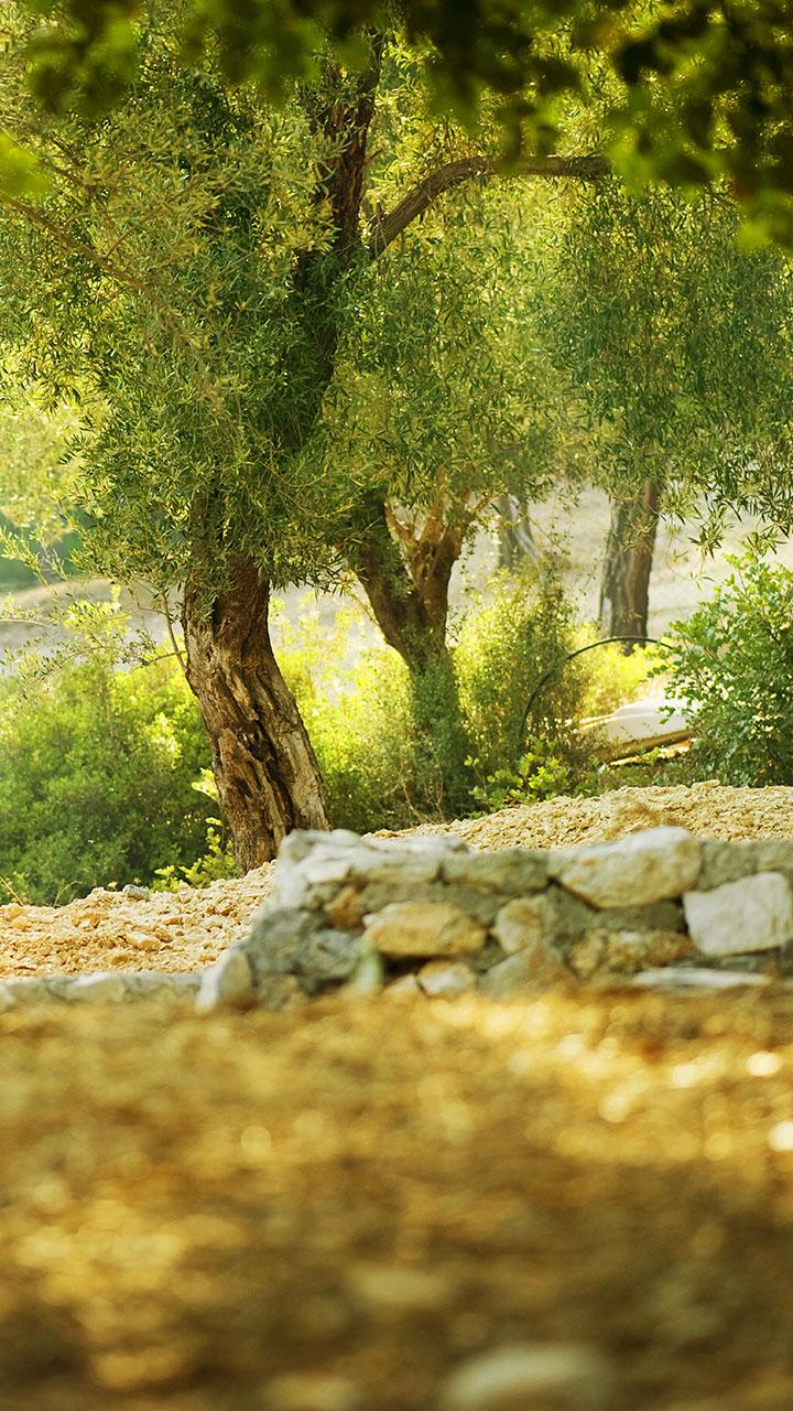 اسکرین شات 3 برنامه Forest Live Wallpaper
