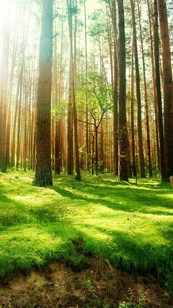 اسکرین شات 4 برنامه Forest Live Wallpaper