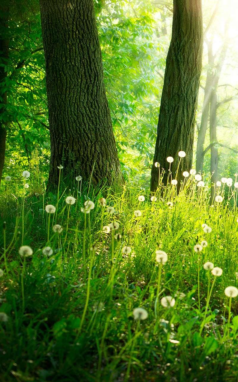 اسکرین شات 2 برنامه Forest Live Wallpaper