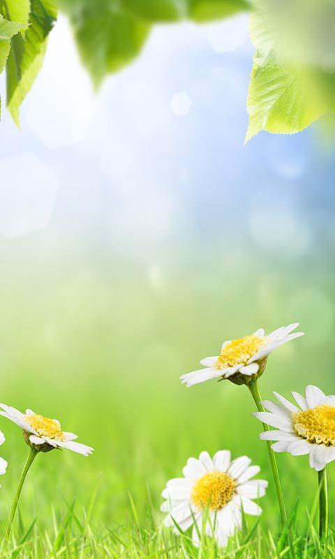 اسکرین شات 6 برنامه Green Spring Live Wallpaper