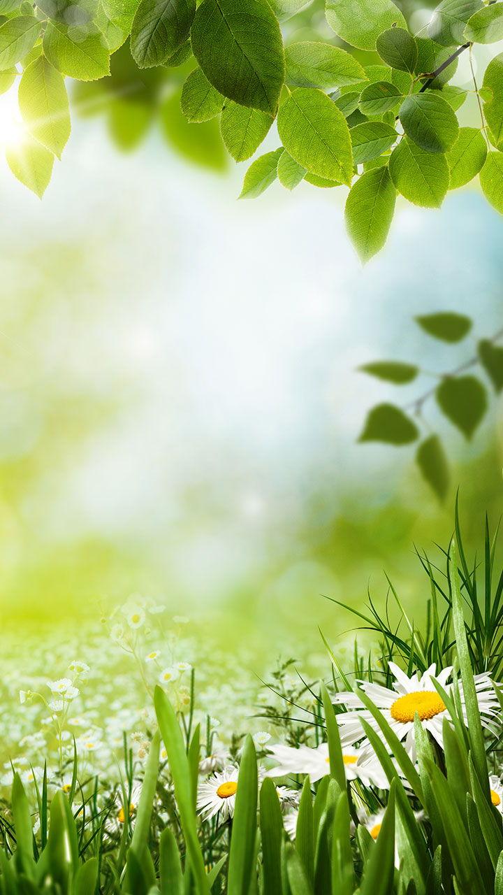 اسکرین شات 1 برنامه Green Spring Live Wallpaper