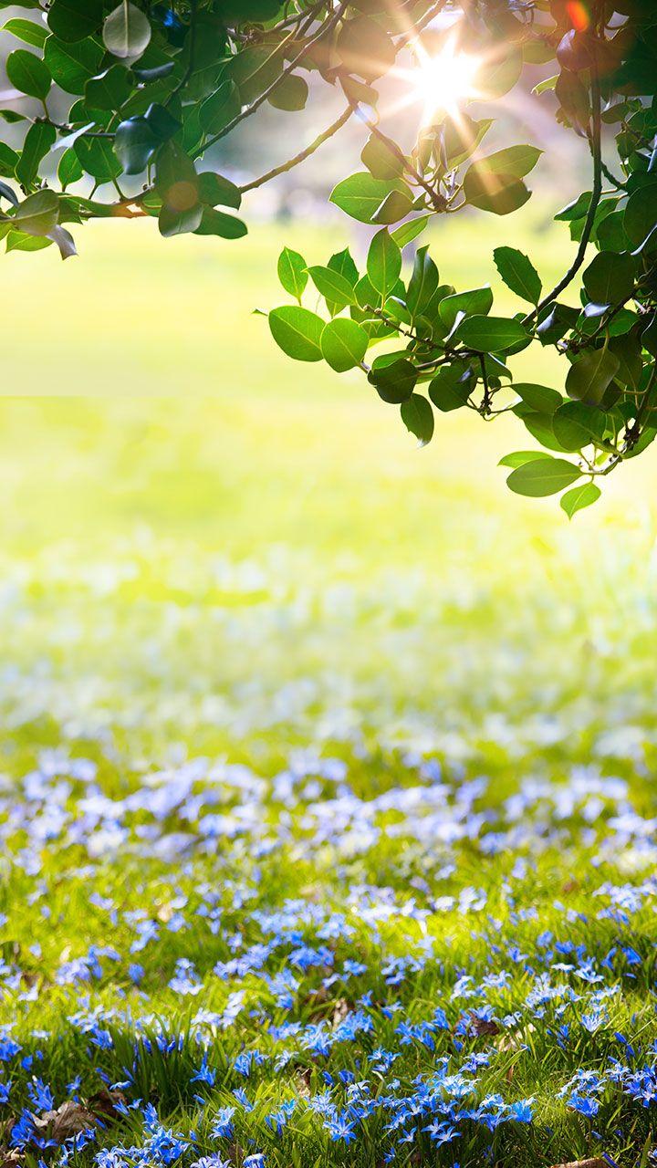 اسکرین شات 3 برنامه Green Spring Live Wallpaper