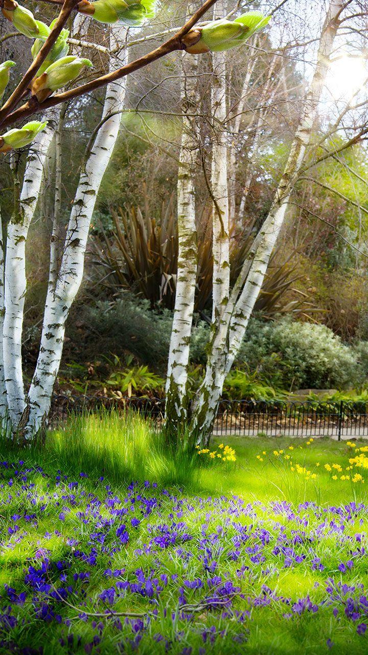اسکرین شات 4 برنامه Green Spring Live Wallpaper