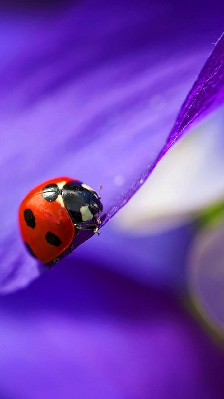 اسکرین شات 2 برنامه Ladybug Live Wallpaper