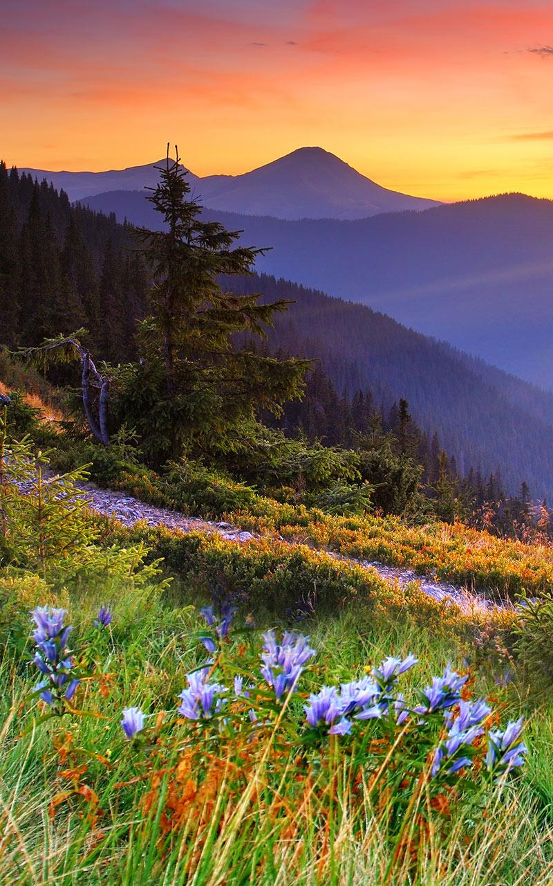 اسکرین شات 3 برنامه Mountain Flower Live Wallpaper