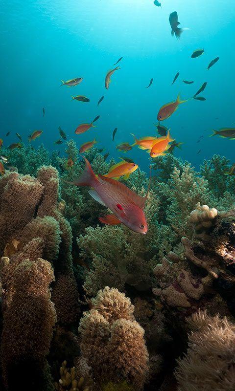 اسکرین شات 8 برنامه Ocean Fish Live Wallpaper
