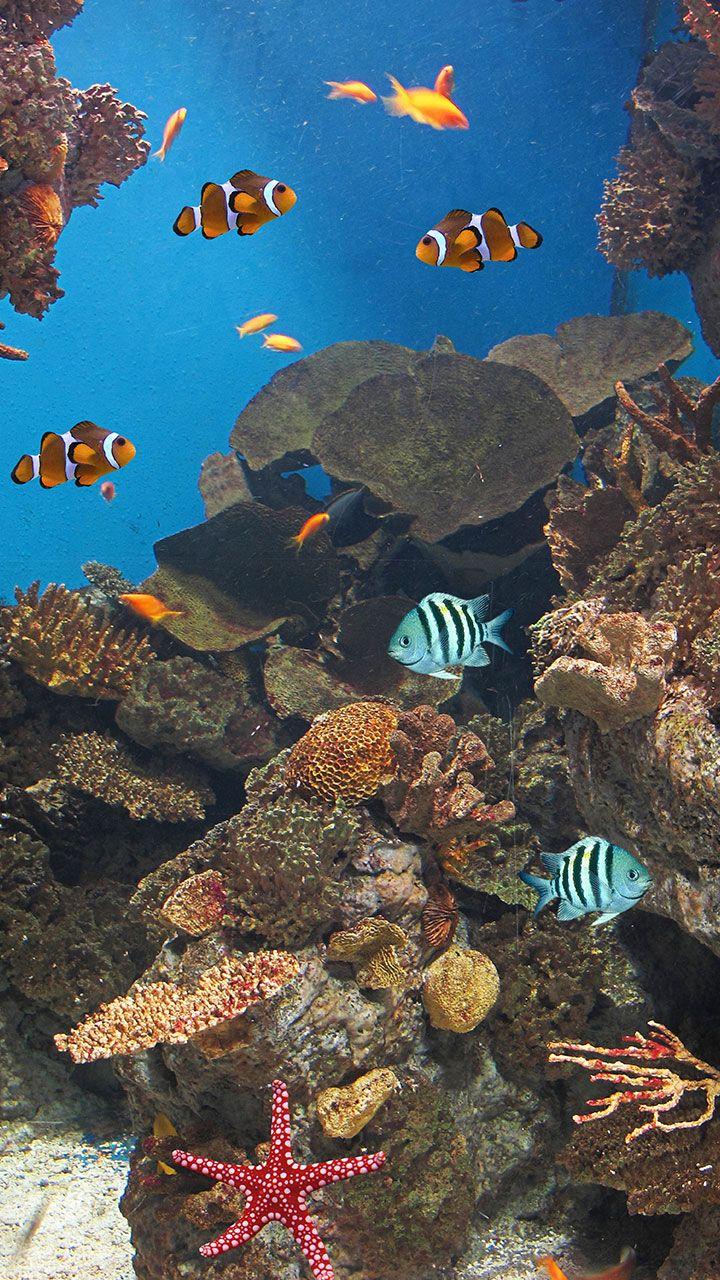 اسکرین شات 2 برنامه Ocean Fish Live Wallpaper