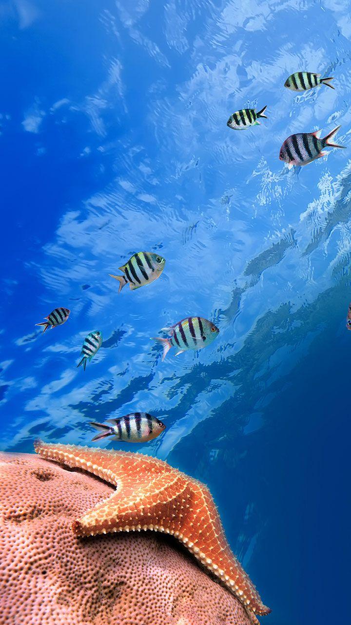 اسکرین شات 1 برنامه Ocean Fish Live Wallpaper