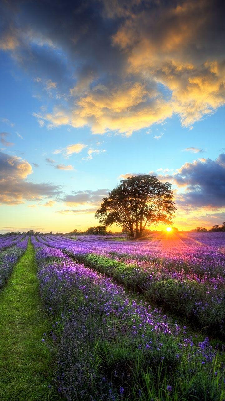 اسکرین شات 1 برنامه Perfect Sunset Live Wallpaper
