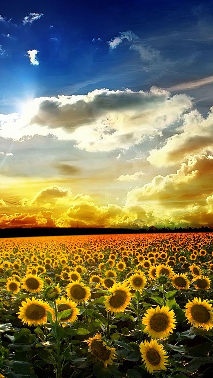 اسکرین شات 5 برنامه Perfect Sunset Live Wallpaper