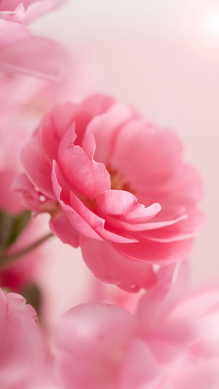 اسکرین شات 3 برنامه Pink Roses Live Wallpaper