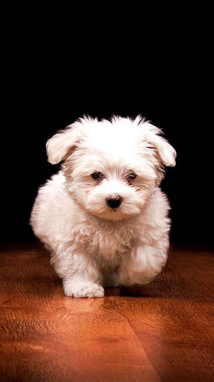 اسکرین شات 5 برنامه Puppy Live Wallpaper