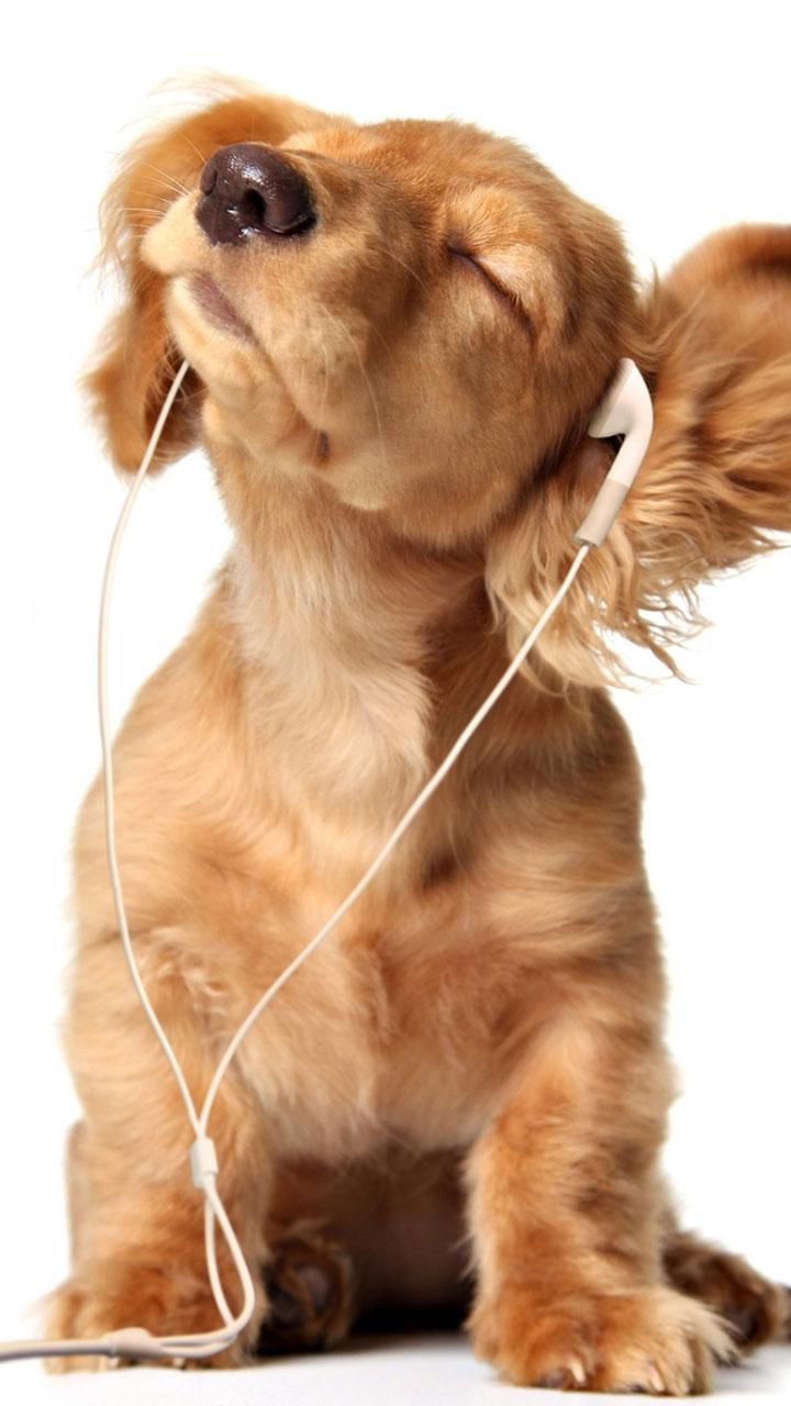 اسکرین شات 4 برنامه Puppy Live Wallpaper