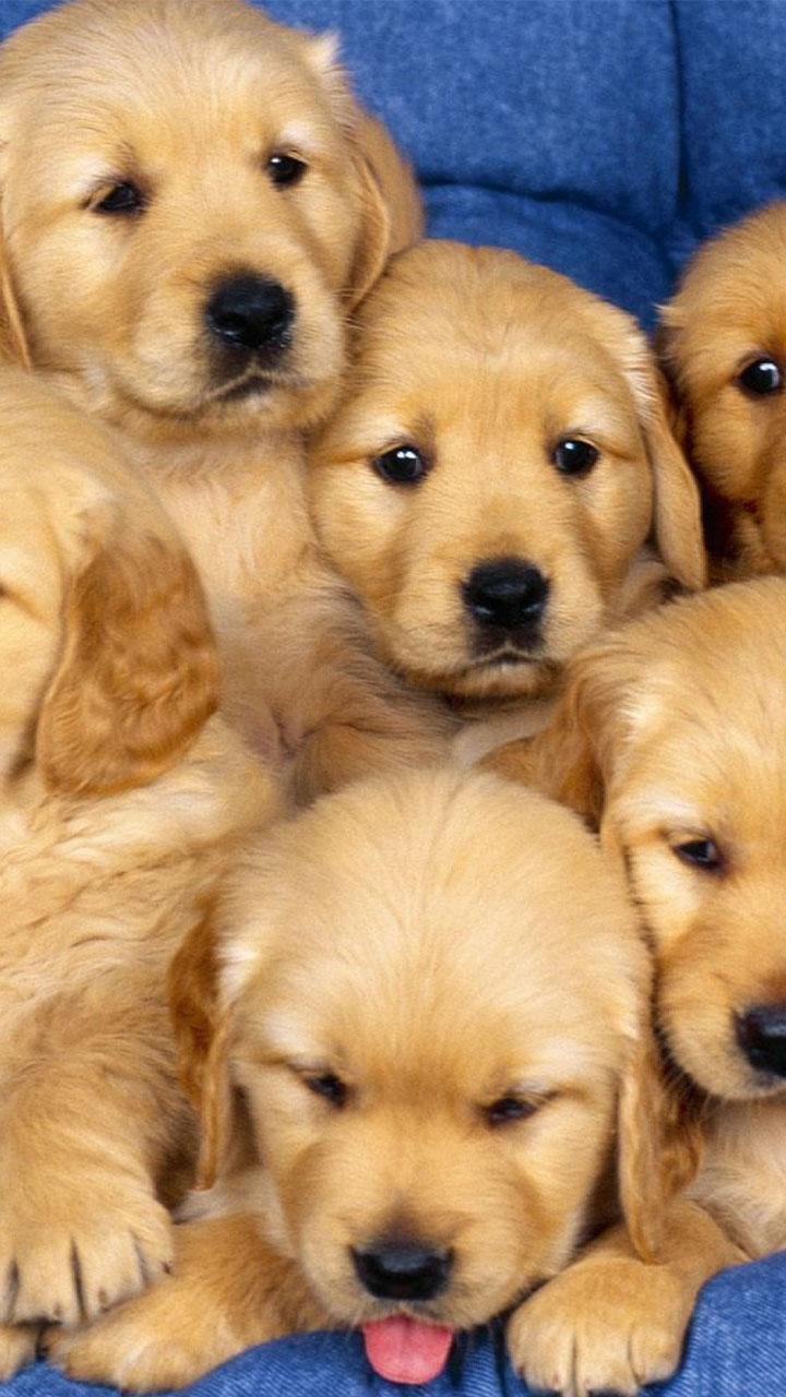 اسکرین شات 3 برنامه Puppy Live Wallpaper
