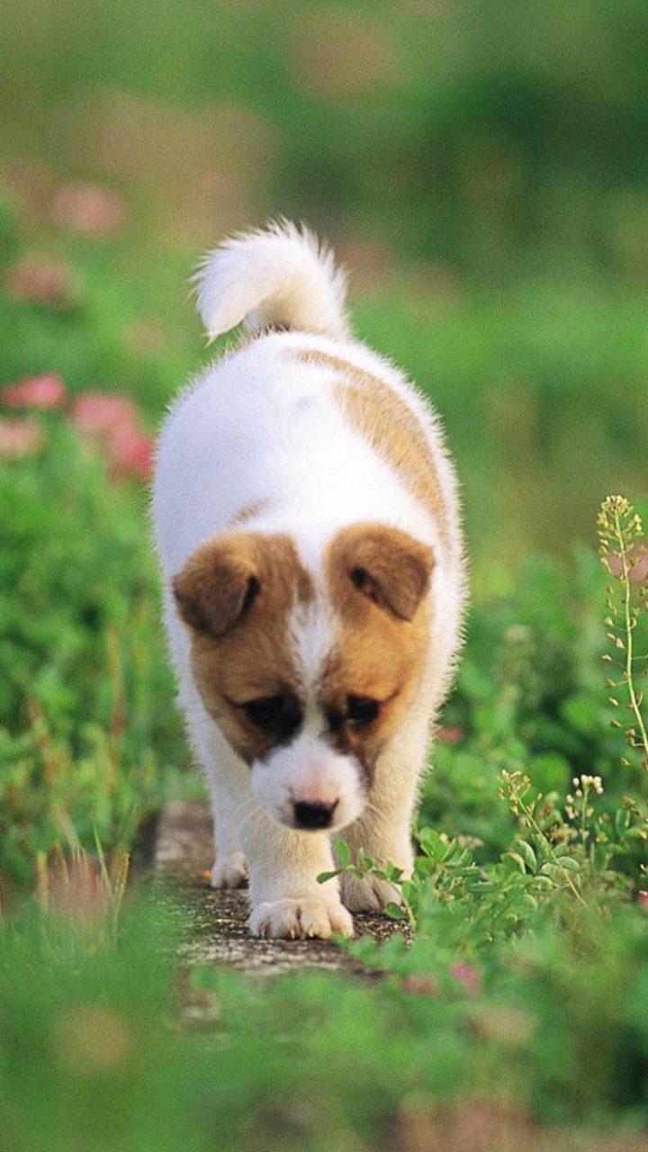 اسکرین شات 2 برنامه Puppy Live Wallpaper