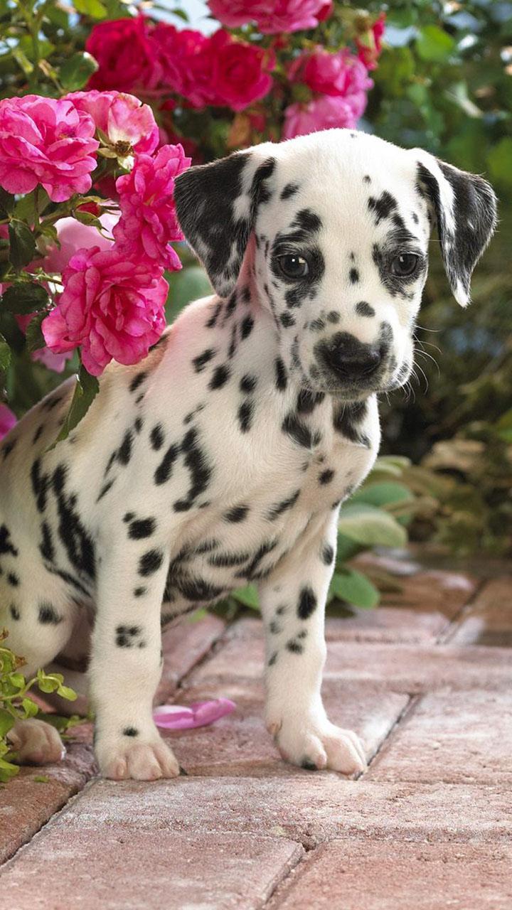 اسکرین شات 1 برنامه Puppy Live Wallpaper