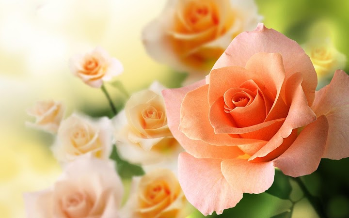 اسکرین شات 7 برنامه Roses Live Wallpaper