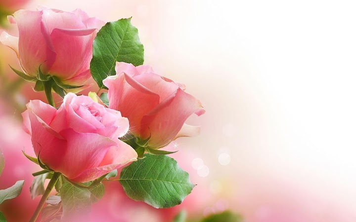 اسکرین شات 6 برنامه Roses Live Wallpaper