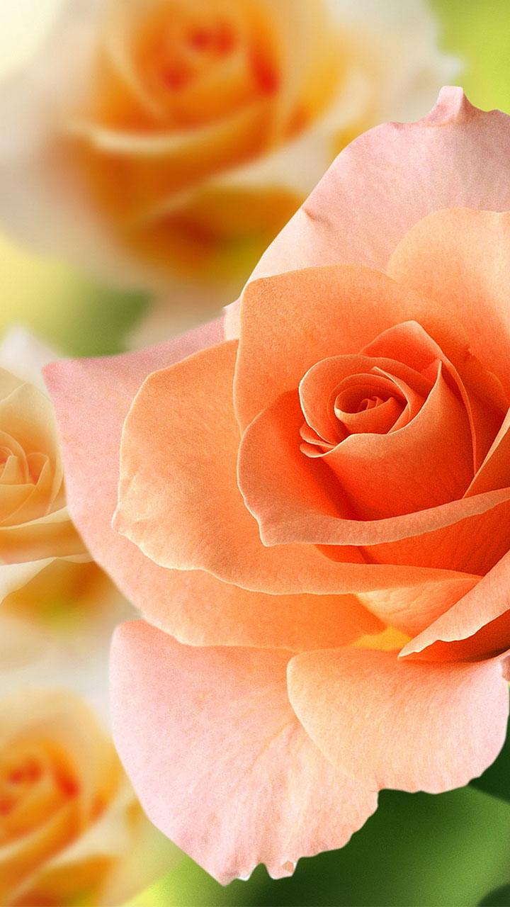 اسکرین شات 4 برنامه Roses Live Wallpaper