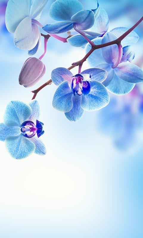 اسکرین شات 6 برنامه Spring Flowers Live Wallpaper