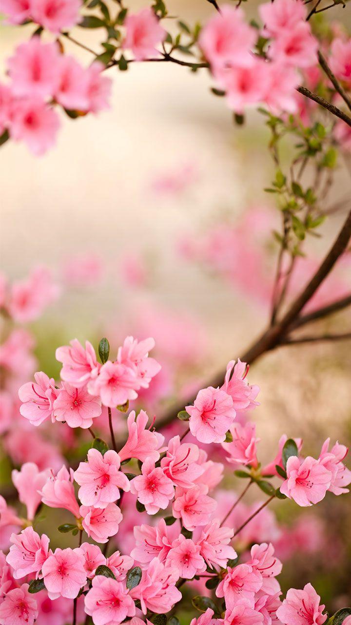 اسکرین شات 1 برنامه Spring Flowers Live Wallpaper