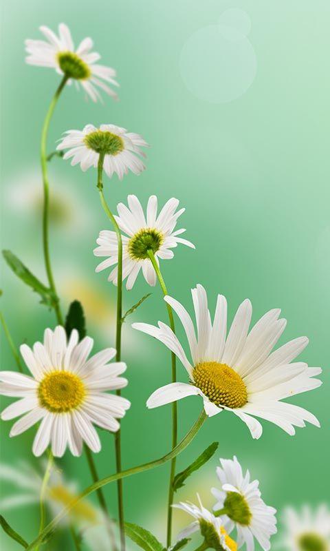 اسکرین شات 8 برنامه Spring Flowers Live Wallpaper