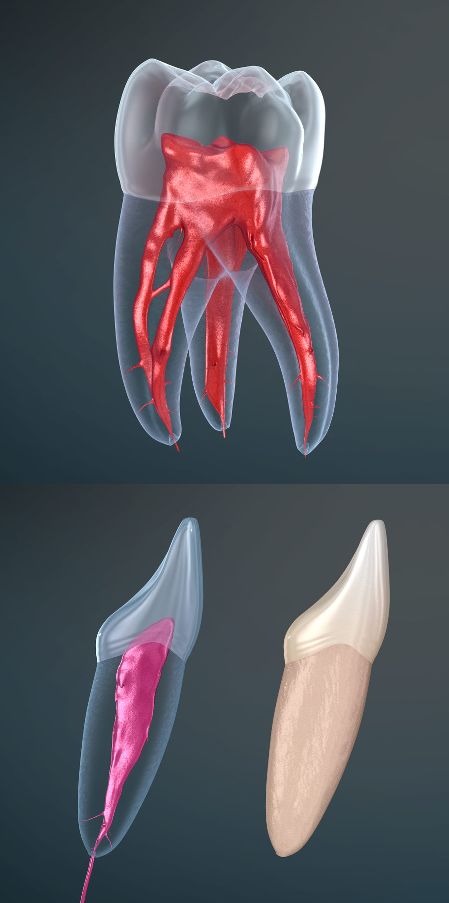اسکرین شات 5 برنامه Dental 3D Illustrations