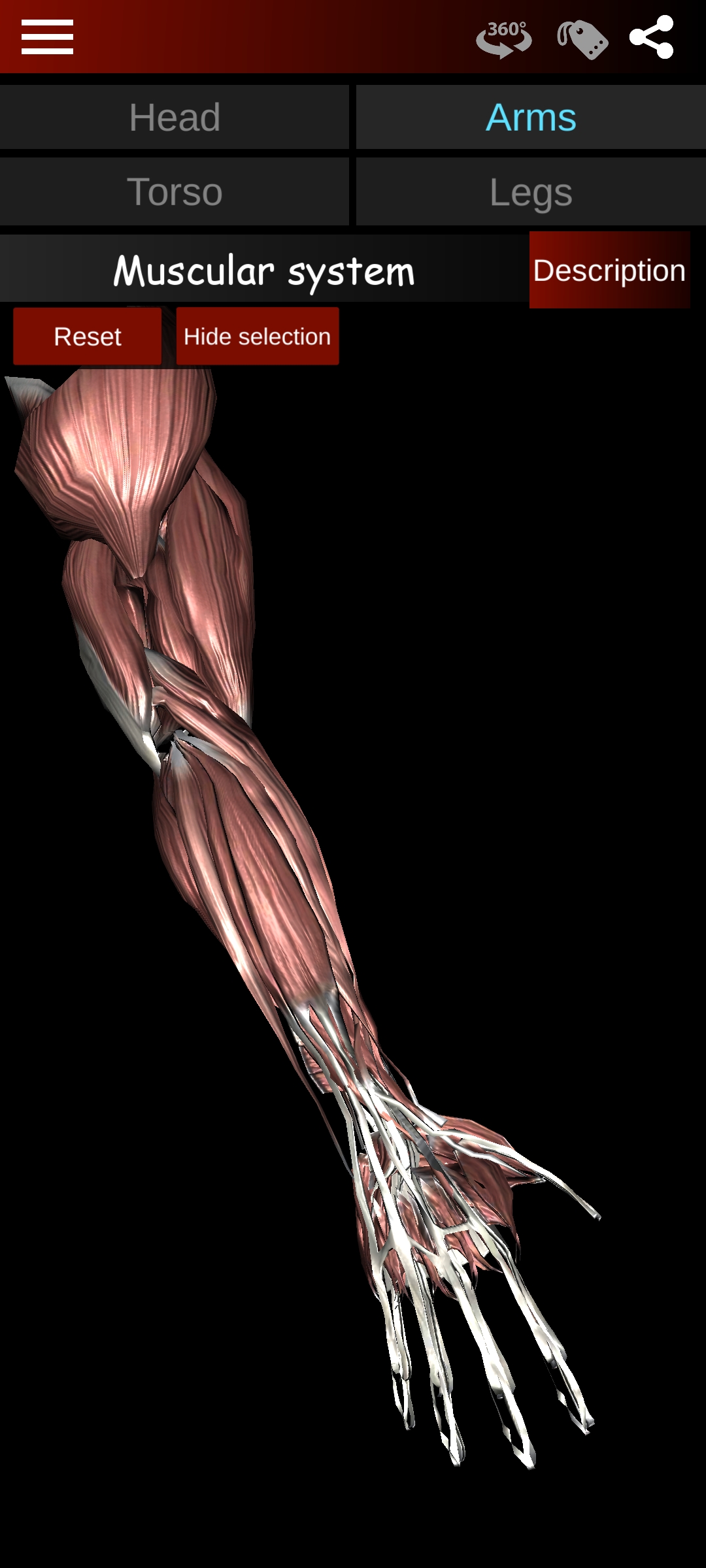 اسکرین شات 2 برنامه Muscular System 3D (anatomy)