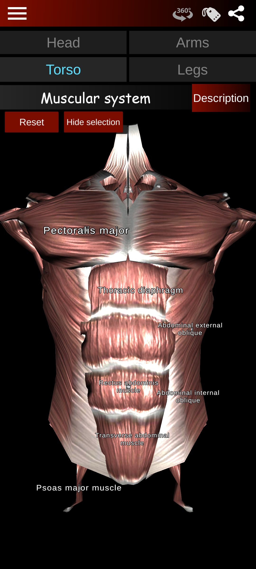 اسکرین شات 3 برنامه Muscular System 3D (anatomy)