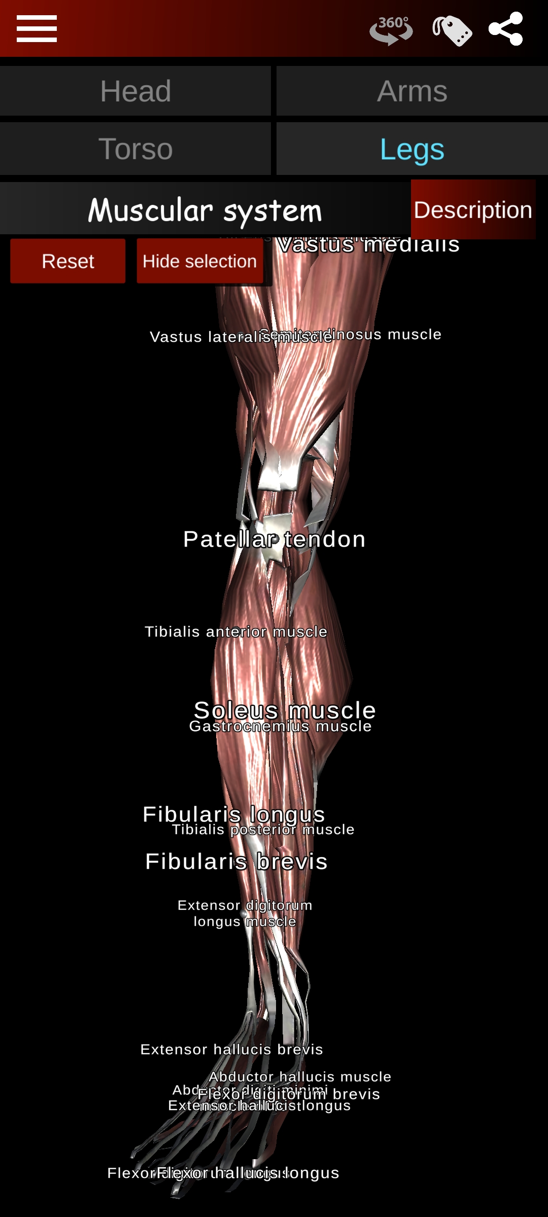 اسکرین شات 4 برنامه Muscular System 3D (anatomy)