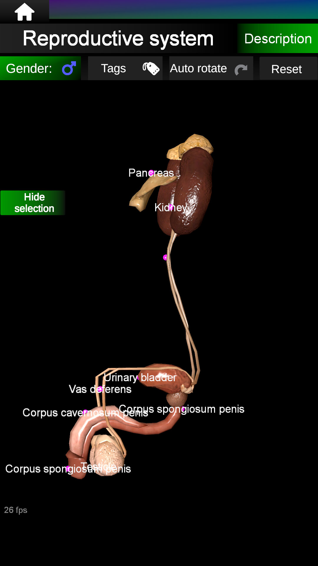 اسکرین شات 6 برنامه Internal Organs in 3D Anatomy