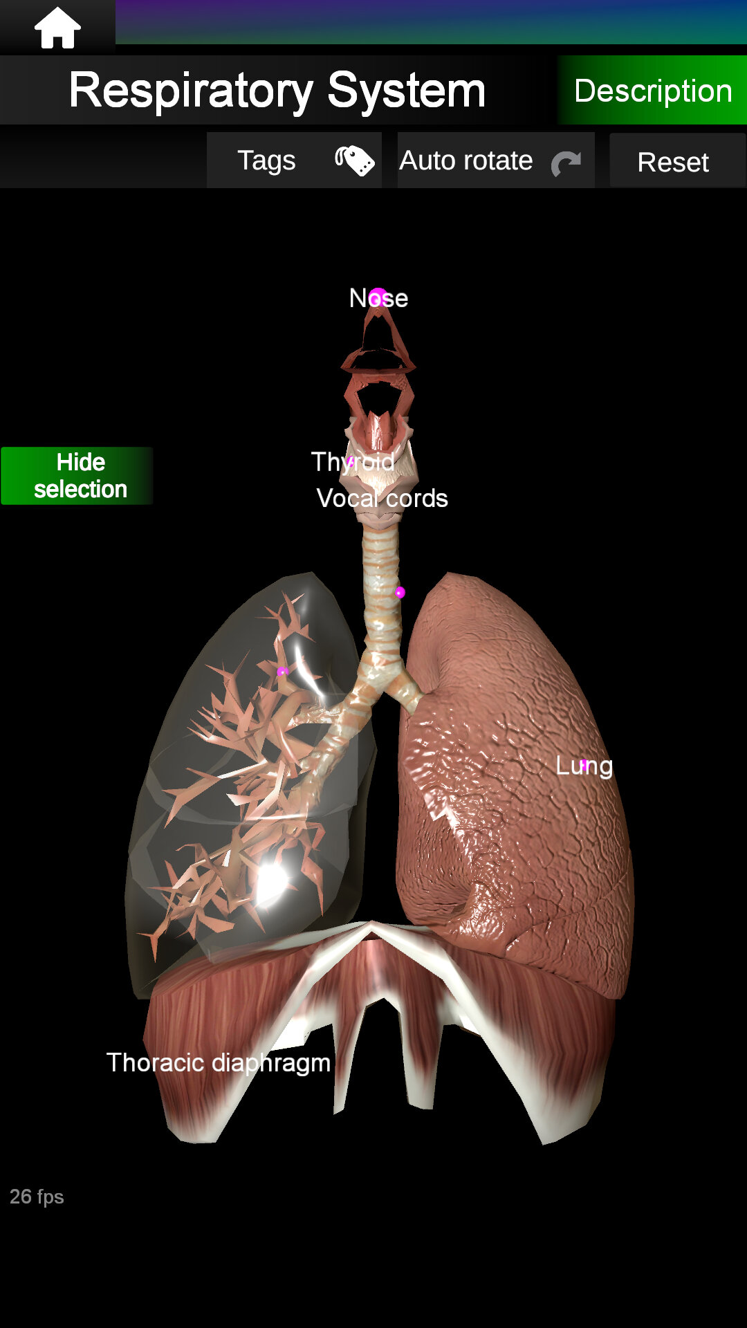 اسکرین شات 4 برنامه Internal Organs in 3D Anatomy
