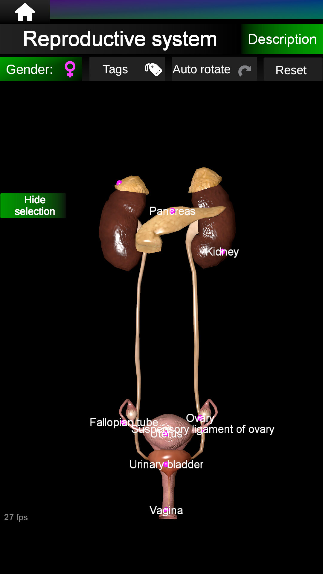 اسکرین شات 7 برنامه Internal Organs in 3D Anatomy