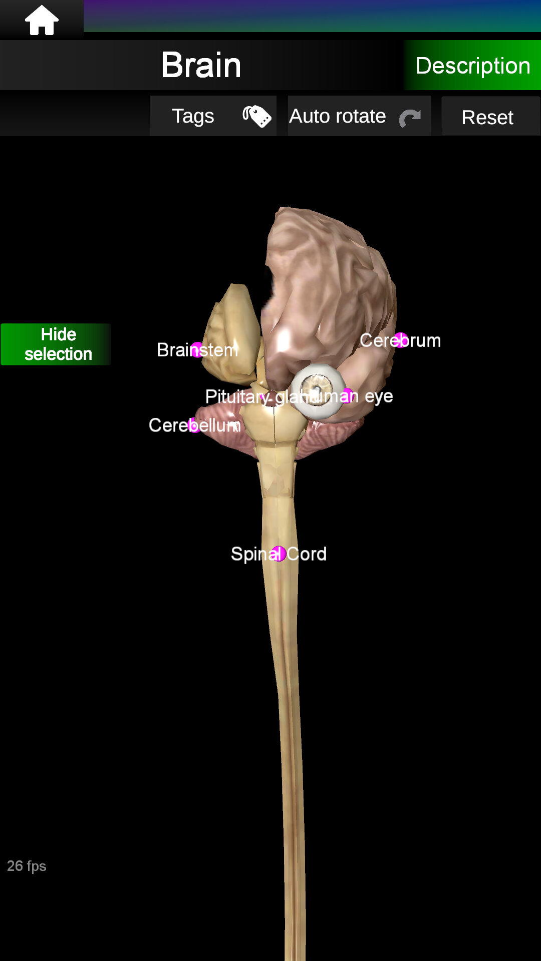 اسکرین شات 5 برنامه Internal Organs in 3D Anatomy