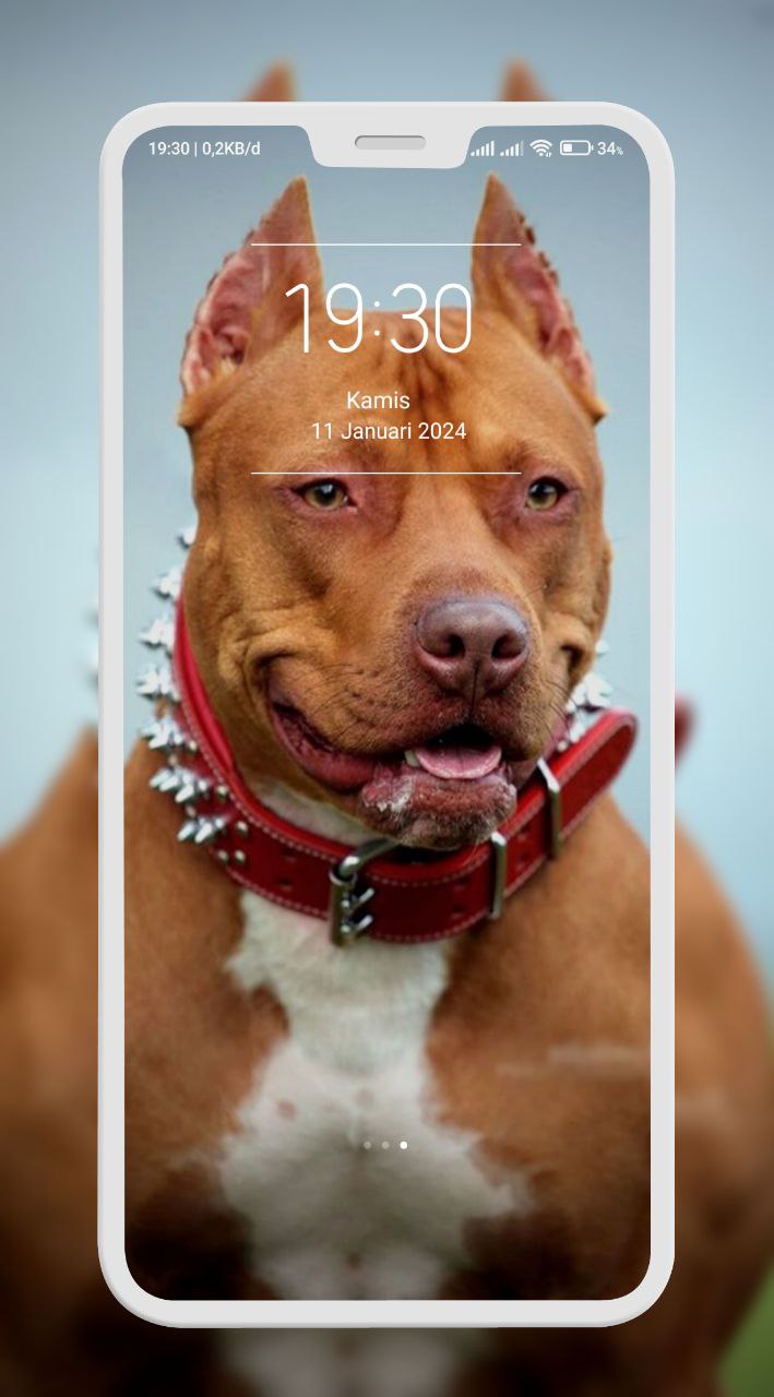 اسکرین شات 4 برنامه Pitbull Wallpaper