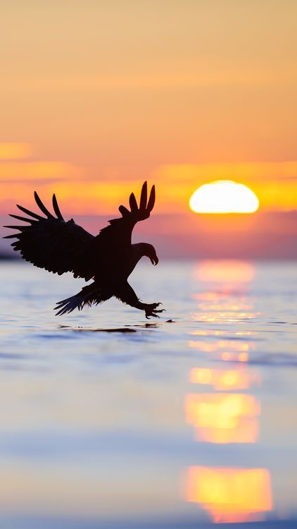 اسکرین شات 2 برنامه Eagle Wallpapers