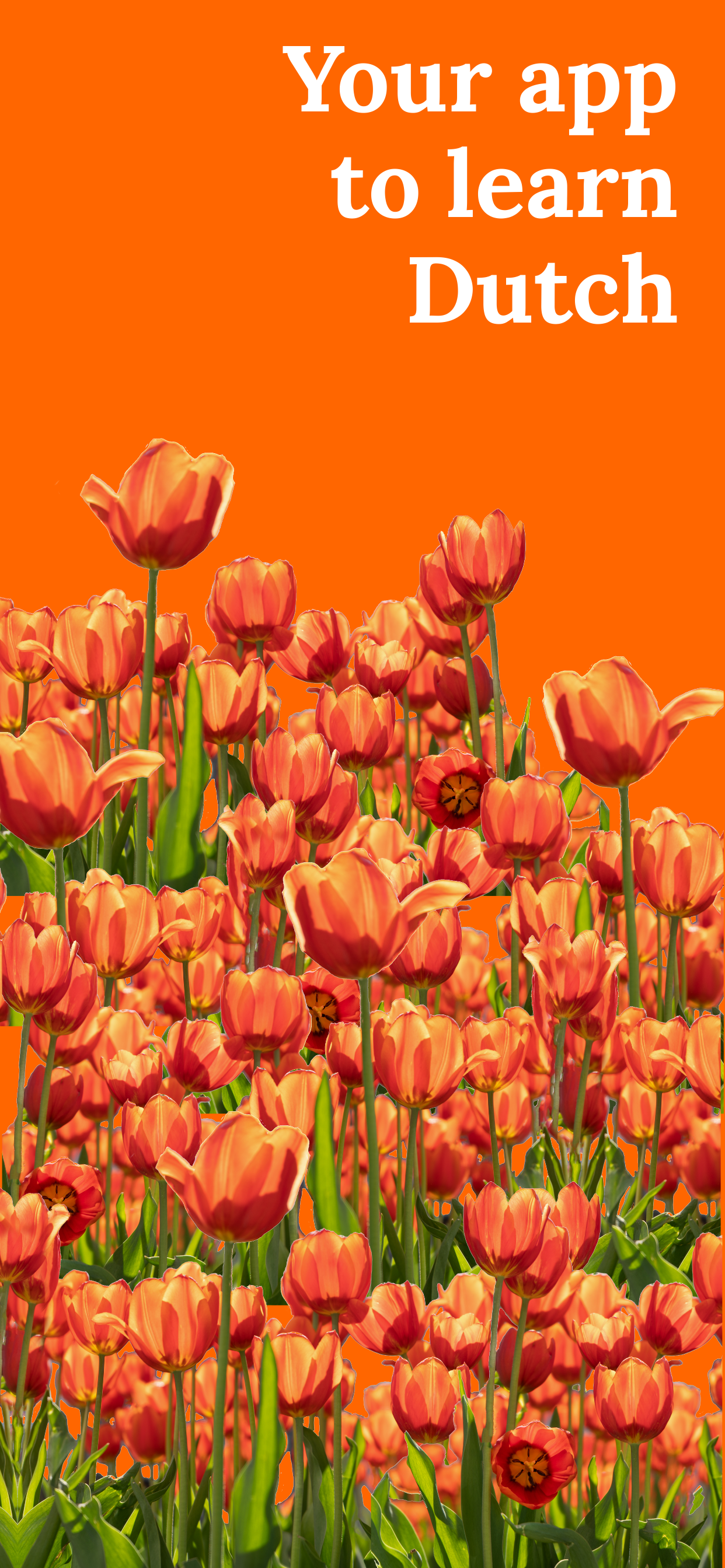 اسکرین شات 1 برنامه Learn Dutch - Beginners