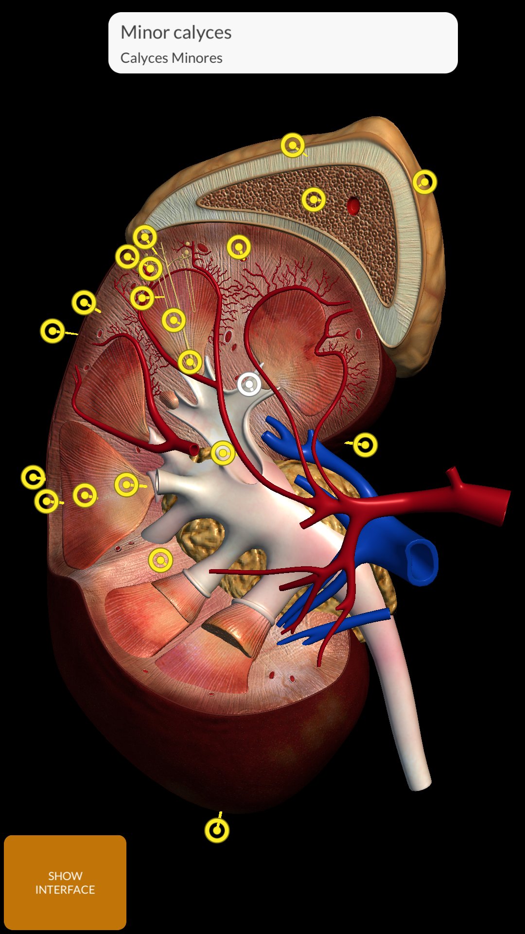 اسکرین شات 5 برنامه Anatomy 3D Atlas
