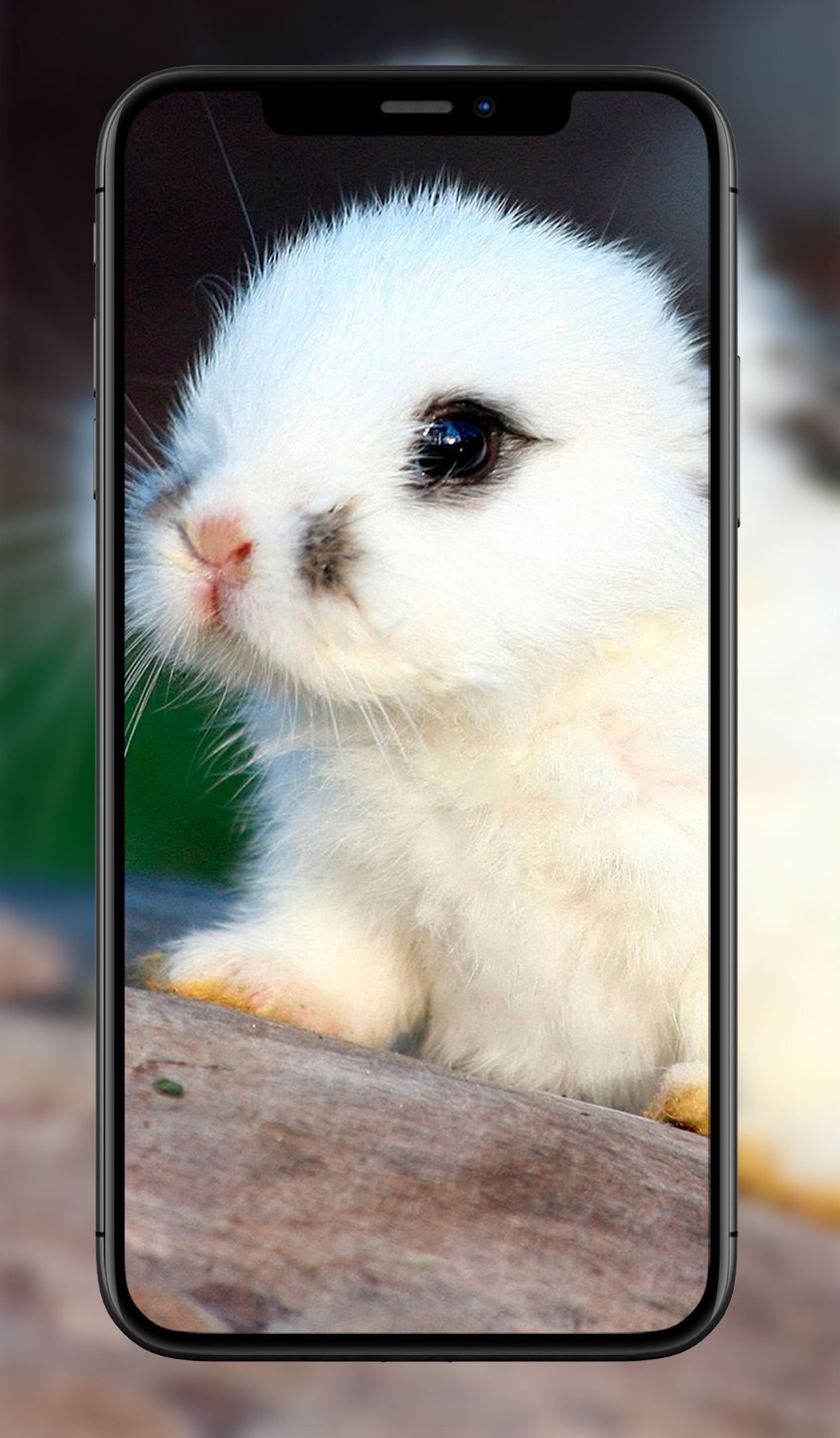 اسکرین شات 8 برنامه Cute Animal Wallpapers