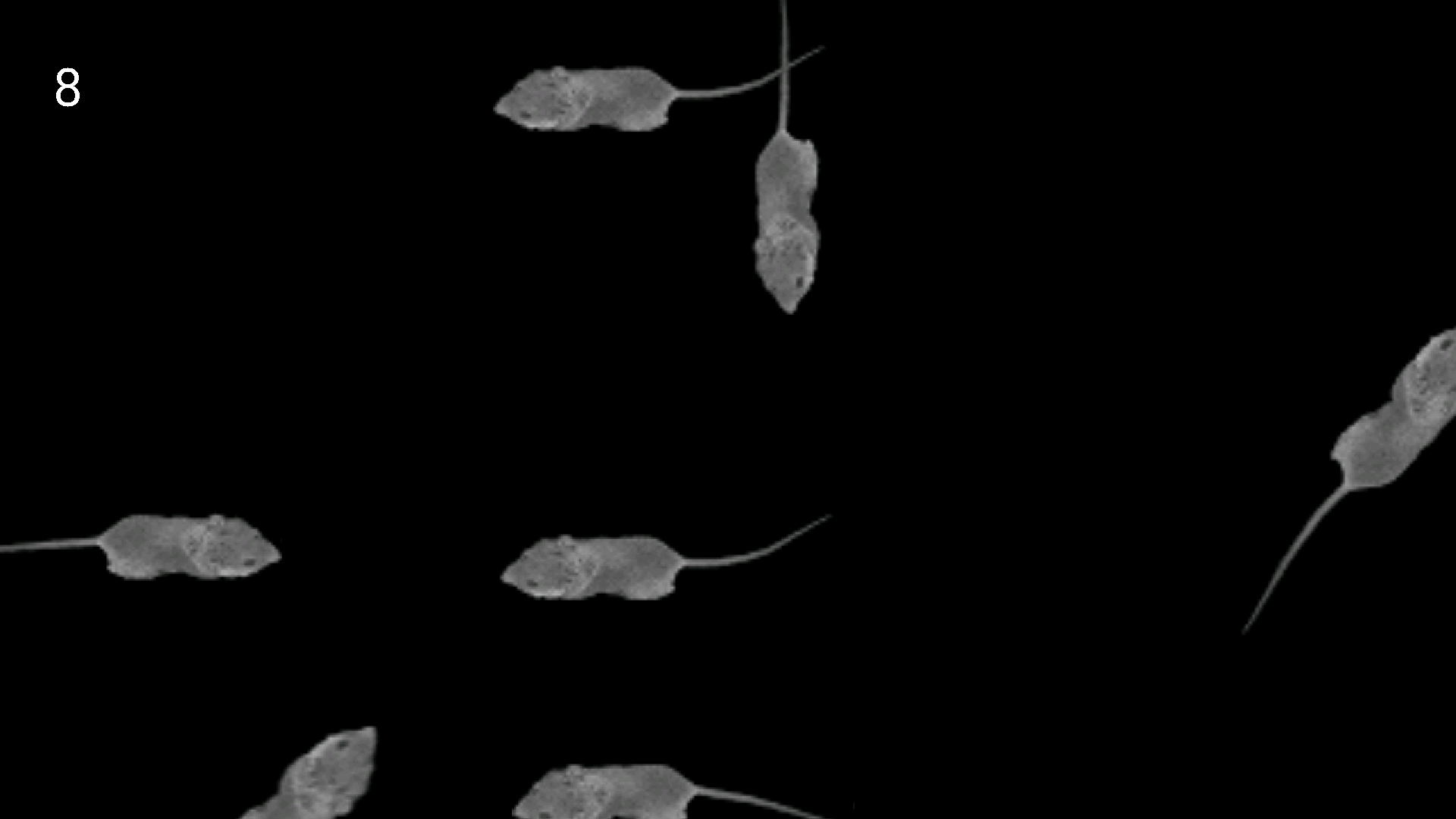 اسکرین شات 3 بازی Mice Catch - Cat Game