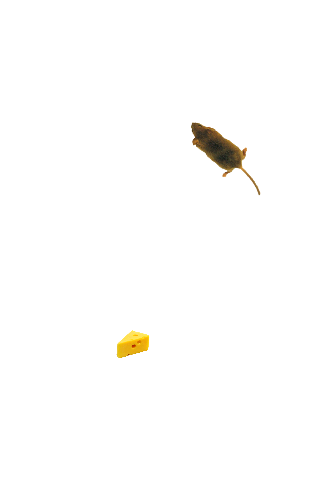 اسکرین شات 1 بازی Mouse simulator: game for cat