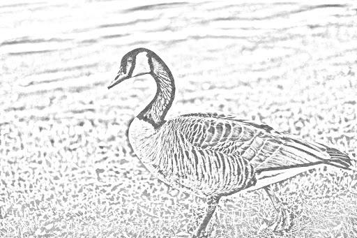 اسکرین شات 3 برنامه Pencil Sketch Camera