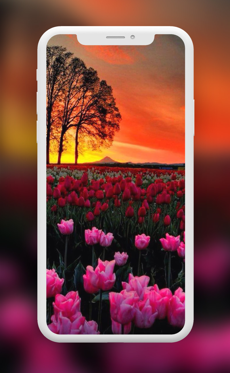 اسکرین شات 3 برنامه Flowers Wallpapers