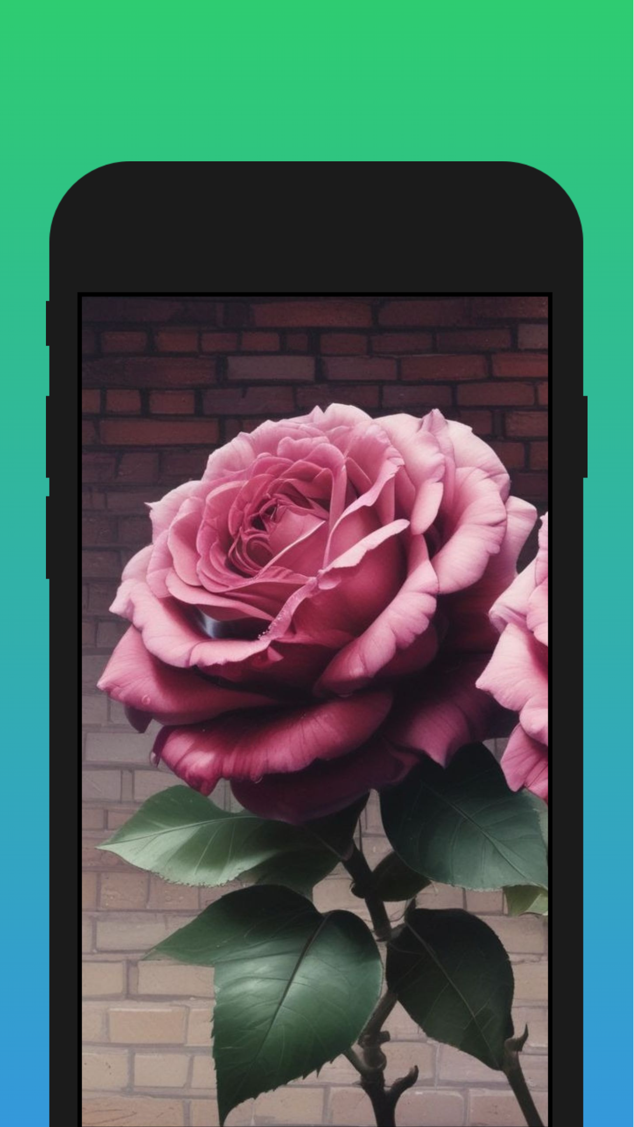 اسکرین شات 8 برنامه Flowers Wallpapers HD 4K