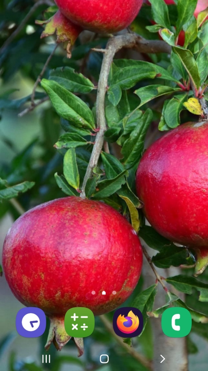 اسکرین شات 1 برنامه درختان میوه (تصویر زمینه)