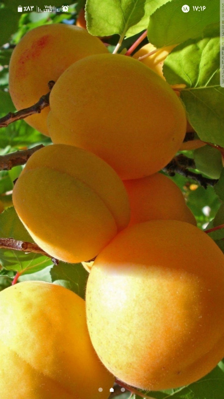 اسکرین شات 3 برنامه درختان میوه (تصویر زمینه)