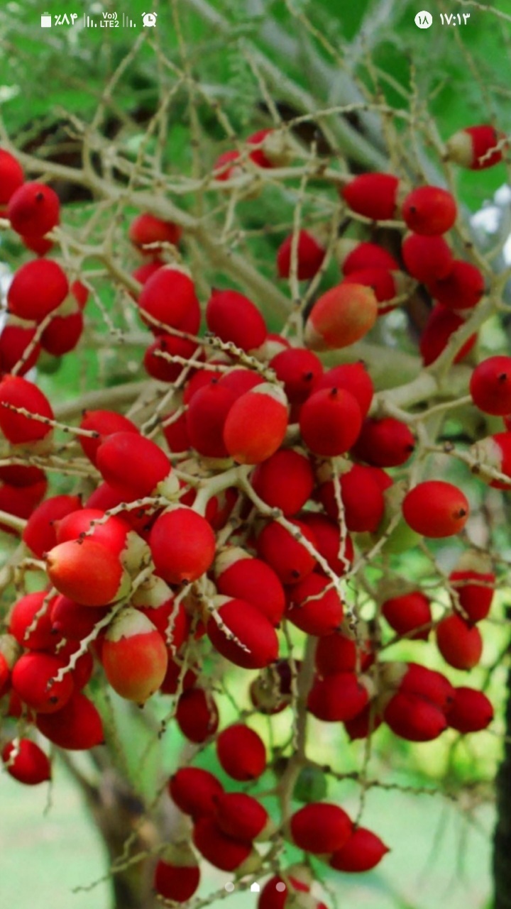 اسکرین شات 5 برنامه درختان میوه (تصویر زمینه)