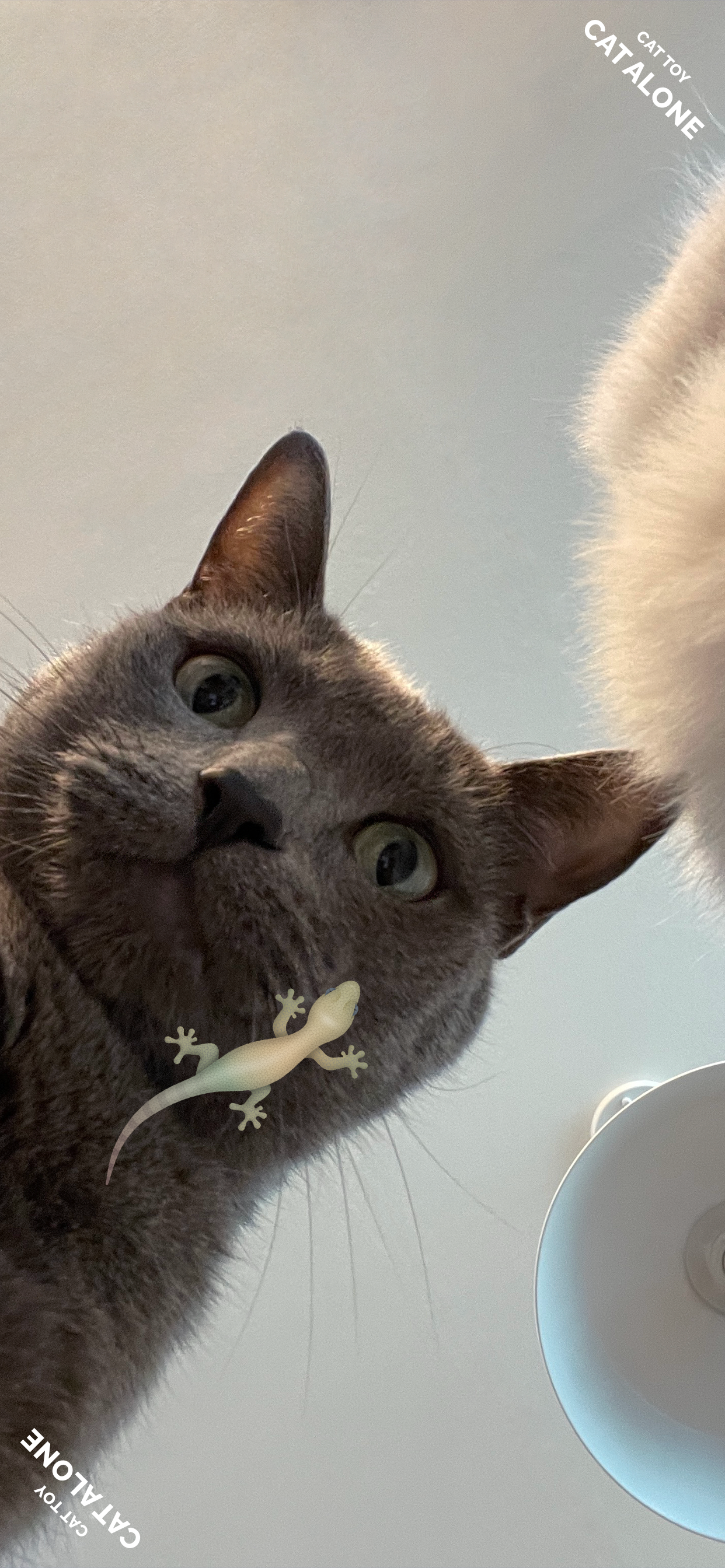اسکرین شات 1 برنامه CAT ALONE - Cat Toy