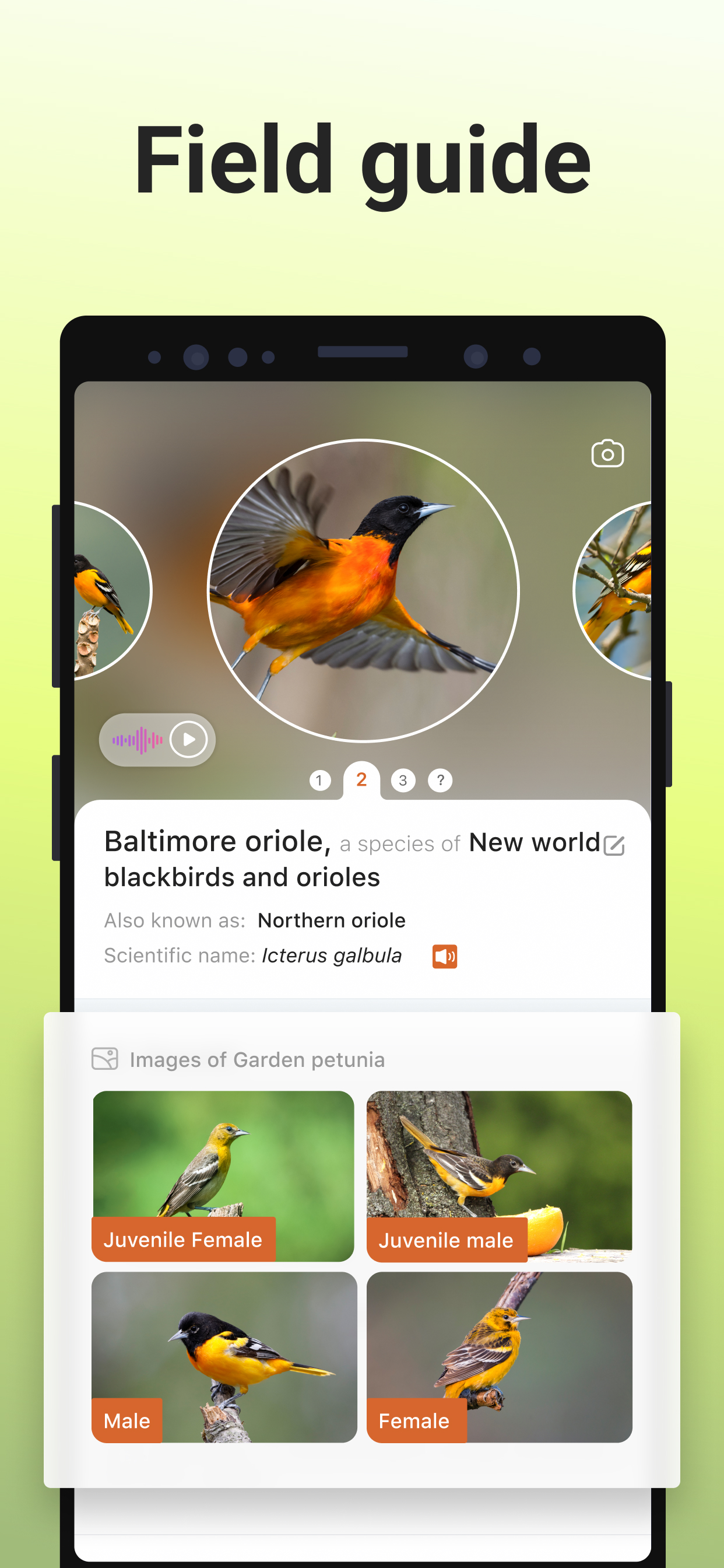 اسکرین شات 4 برنامه Picture Bird - Bird Identifier