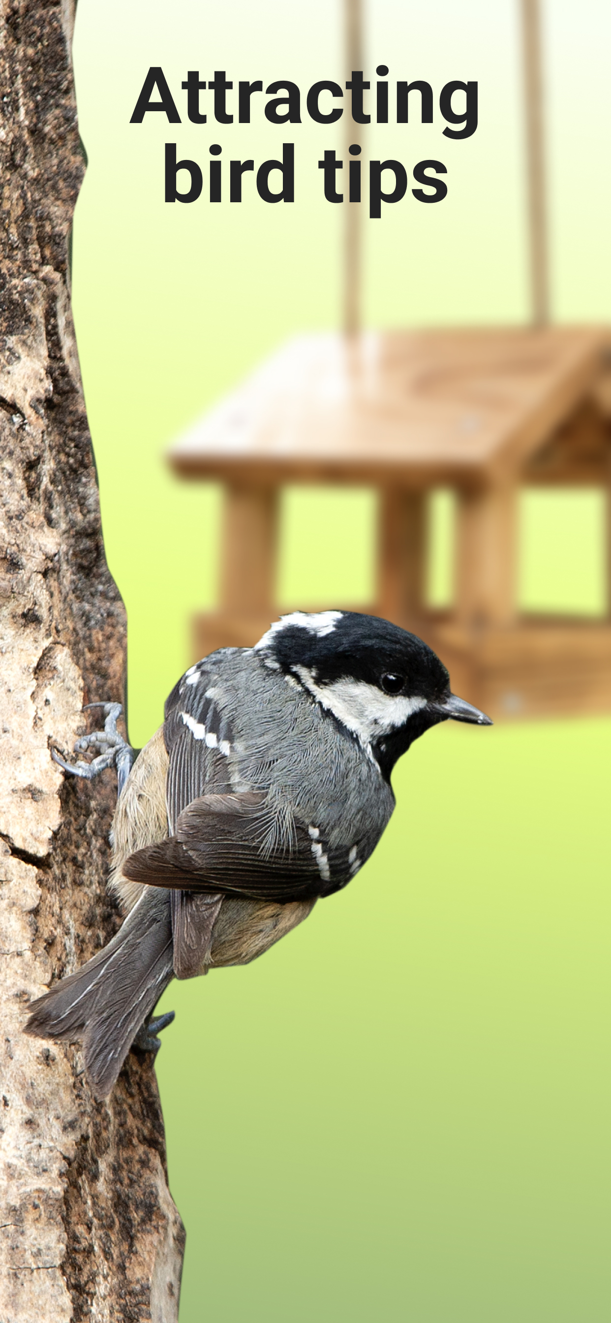 اسکرین شات 5 برنامه Picture Bird - Bird Identifier
